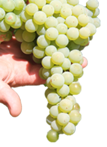 grapes in hand stever hill vineyards