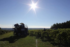 stever hill vineyard harvest