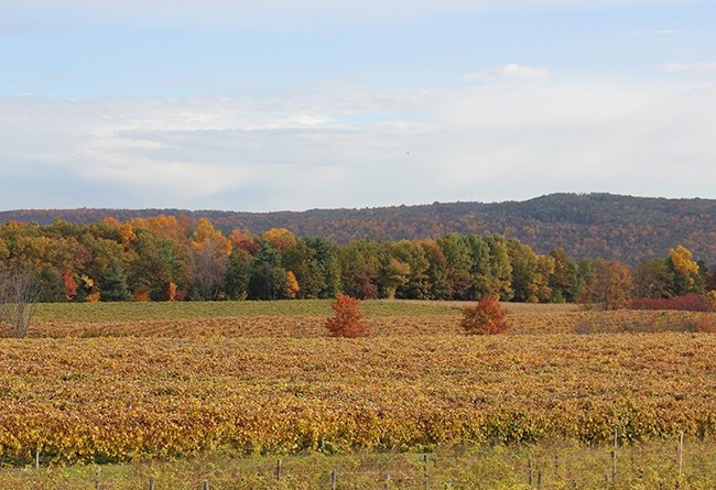 stever hill vineyards fall foliage