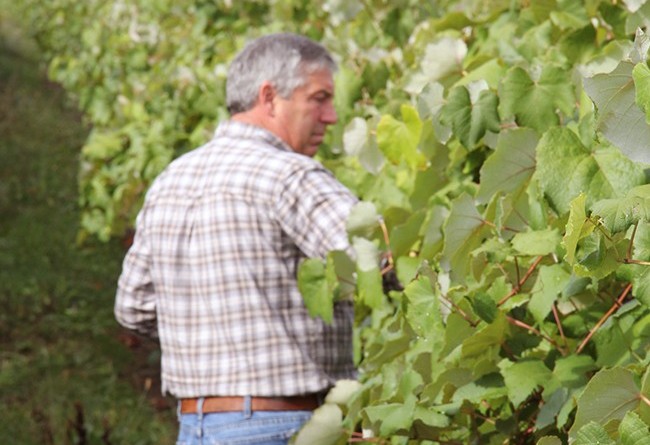 stever hill vineyards grape hand picking