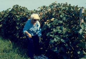stever hill vineyards grape hand picking woman