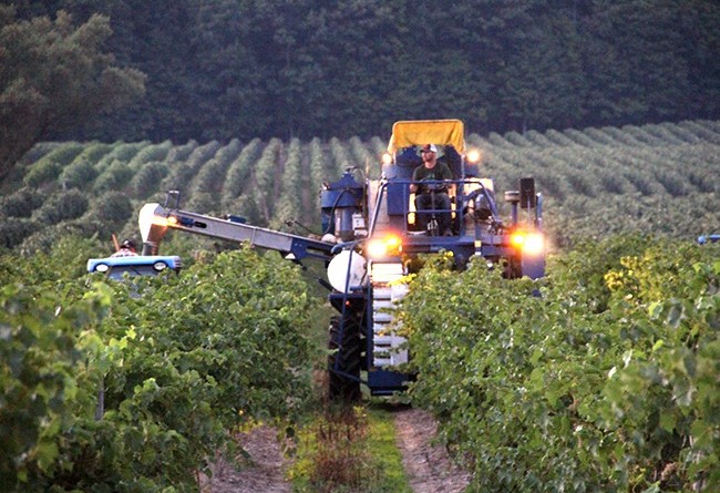 stever hill vineyards grape pick dusk