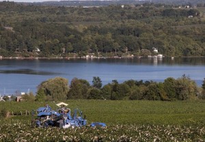 stever hill vineyards grape picking lake