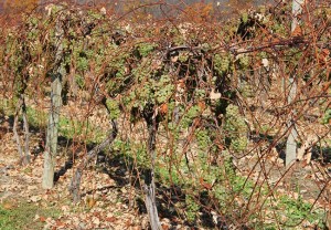stever hill vineyards grapes ready