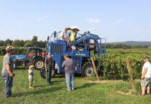 stever hill vineyards picking crew