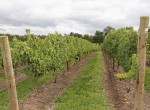 stever hill vineyards row