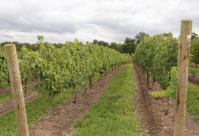 stever hill vineyards row