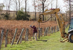 stever hill vineyards setting posts