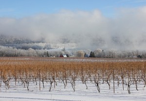 stever hill vineyards winter storm