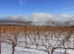 stever hill vineyards winter storm